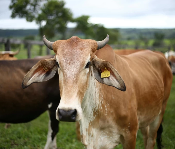 eua-revogam-tarifas-sobre-carne-do-brasil-abiec-apresenta-satisfacao